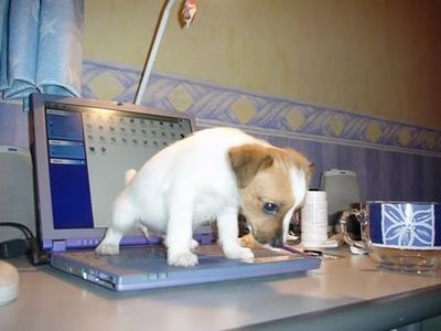 puppy_laptop.jpg