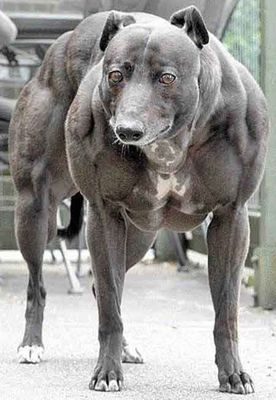 worlds-strongest-dog.jpg