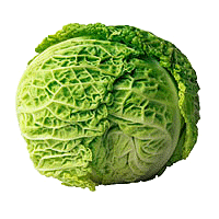cabbage-savoy1