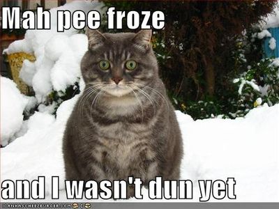 funny-pictures-snow-cat-frozen-pee_858673.jpg